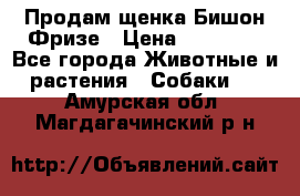 Продам щенка Бишон Фризе › Цена ­ 30 000 - Все города Животные и растения » Собаки   . Амурская обл.,Магдагачинский р-н